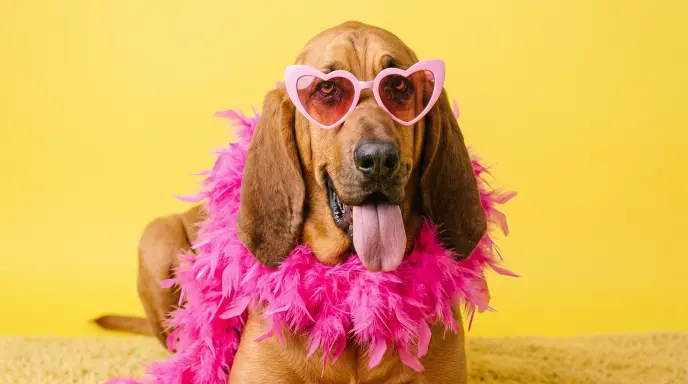 😄 Silly & Sassy Bloodhound Wordplay